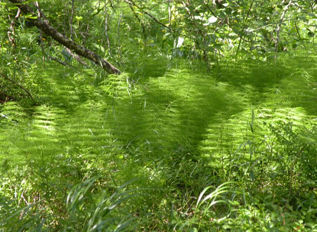 Equisetum sylvaticum /  	Equiseto selvatico